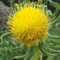 Centaurea macrocephala fleur